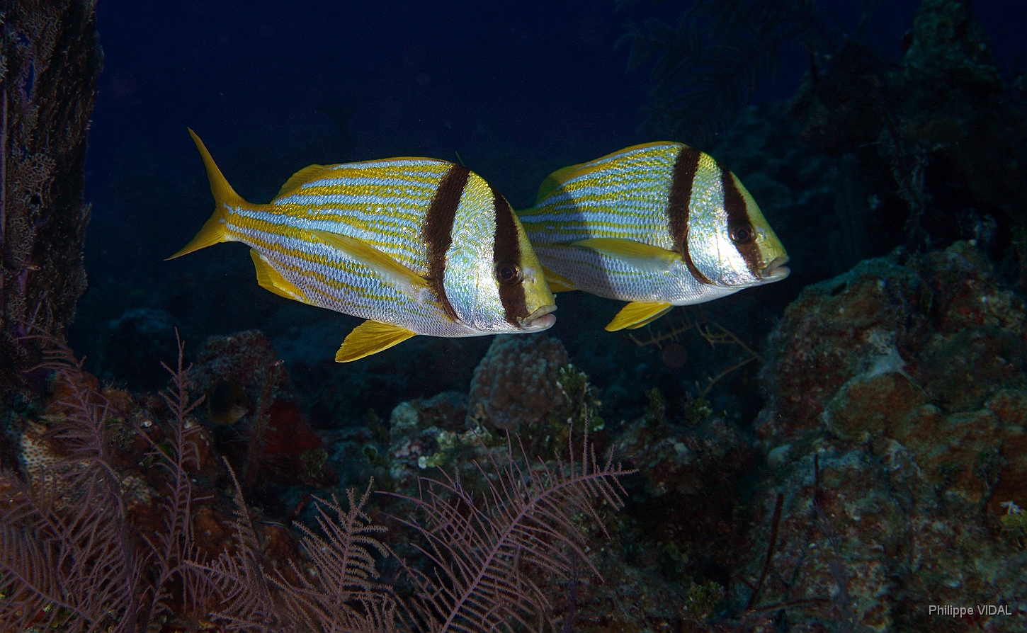 MediaEarth - Bahamas 2017 - DSC02382_rc - Atlantic Porkfish - Gorette Lippu rondeau - Anisotremus virginicus.jpg